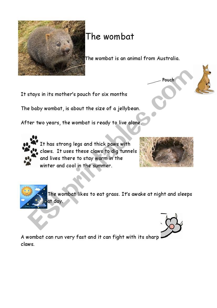 All about wombats worksheet