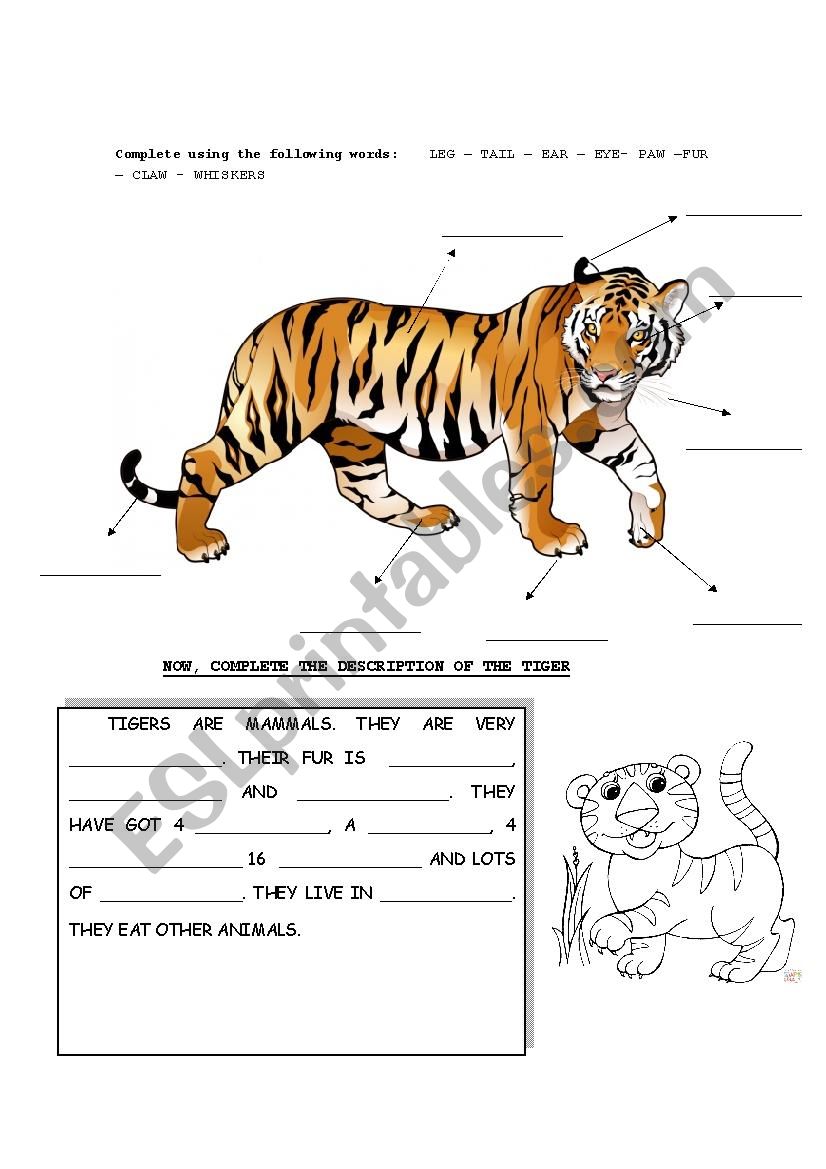 Tigers worksheet