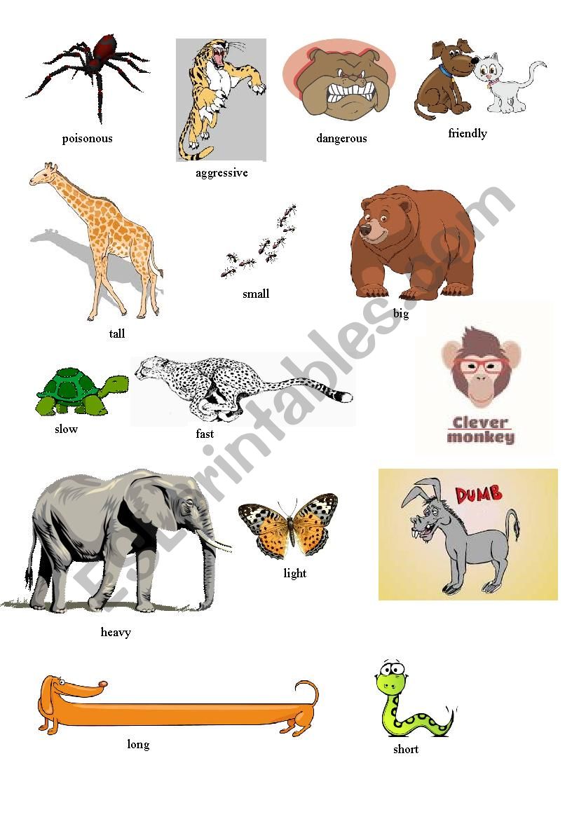 animals and  adjectives worksheet