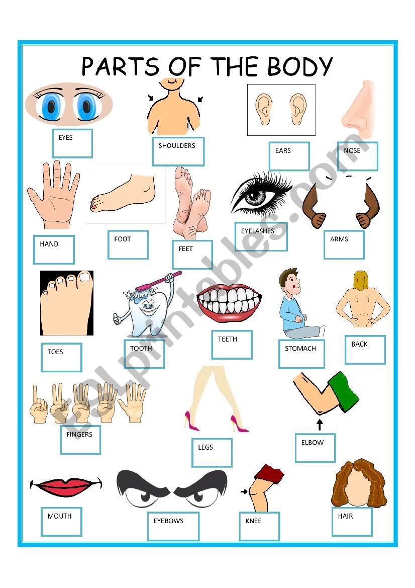 PARTS OF THE BODY    PICTIONARY   SET 1 OF 3