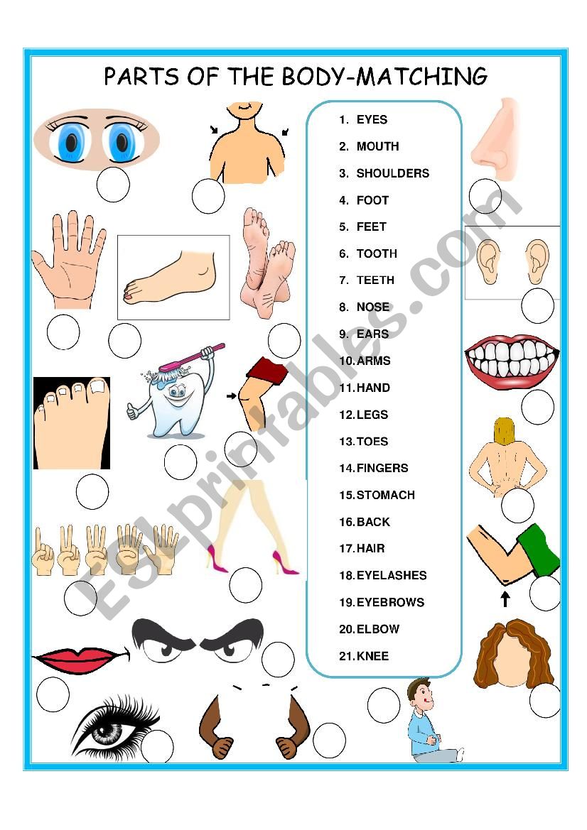 PARTS OF THE BODY    MATCHING     SET 2 OF 3