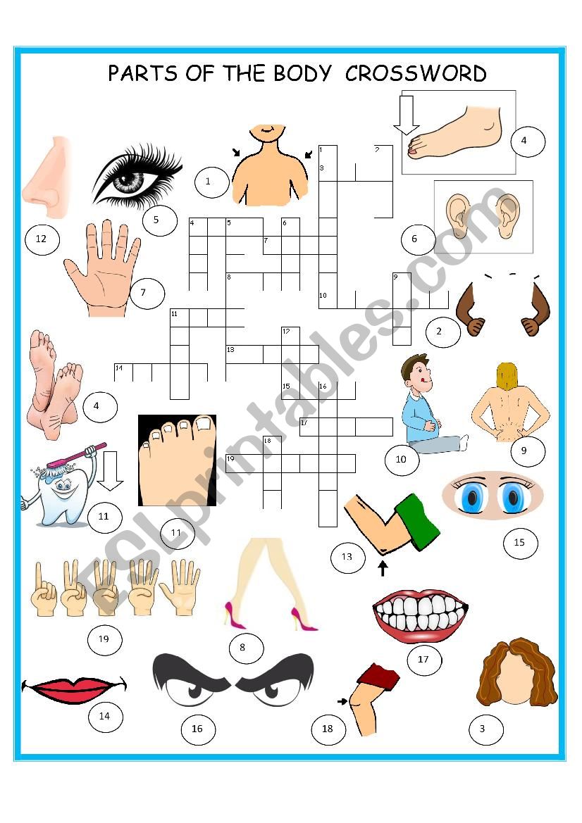 PARTS OF THE BODY    CROSSWORD     SET 3  OF 3