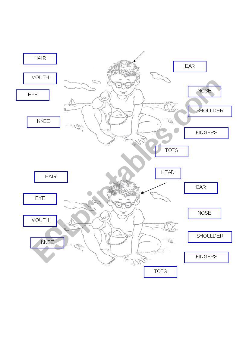 parts of the body worksheet