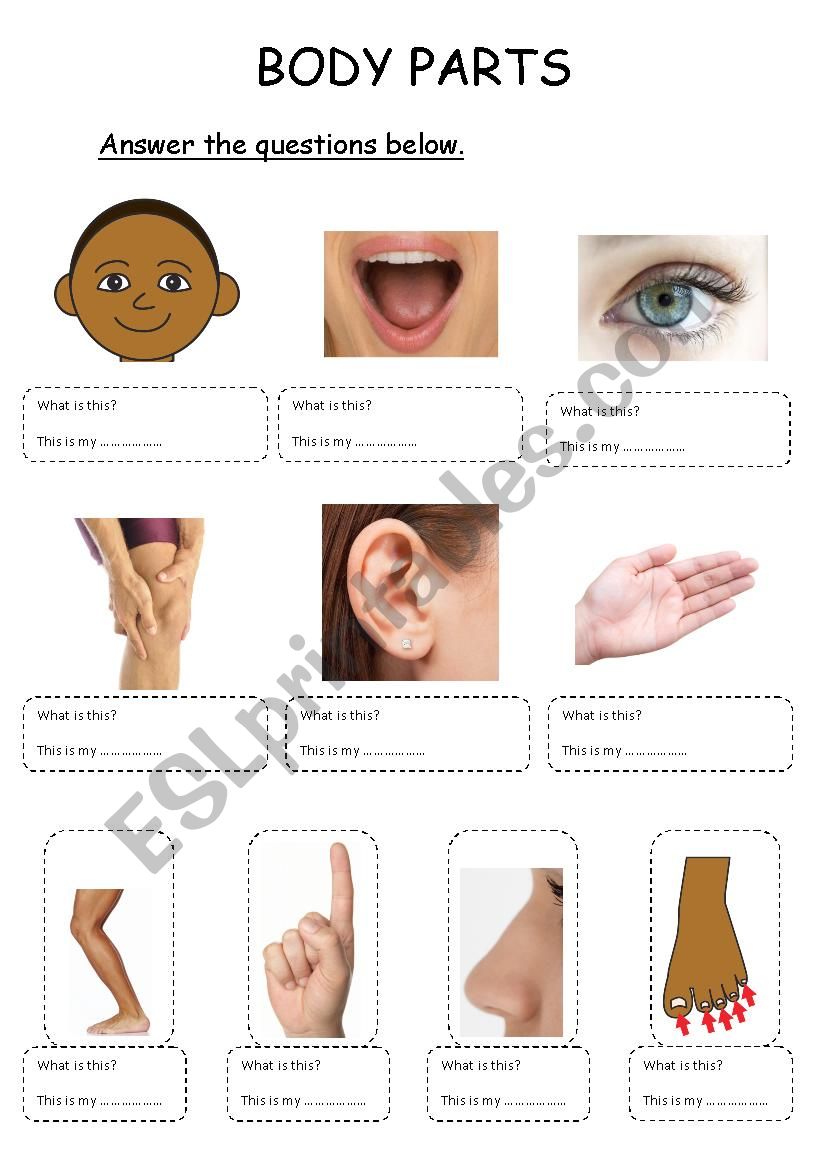 body parts worksheet