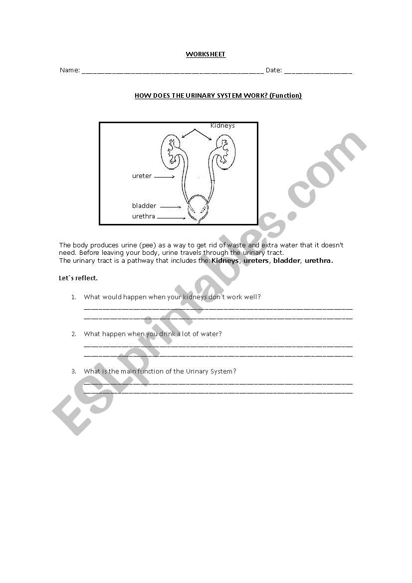 urinary system worksheet