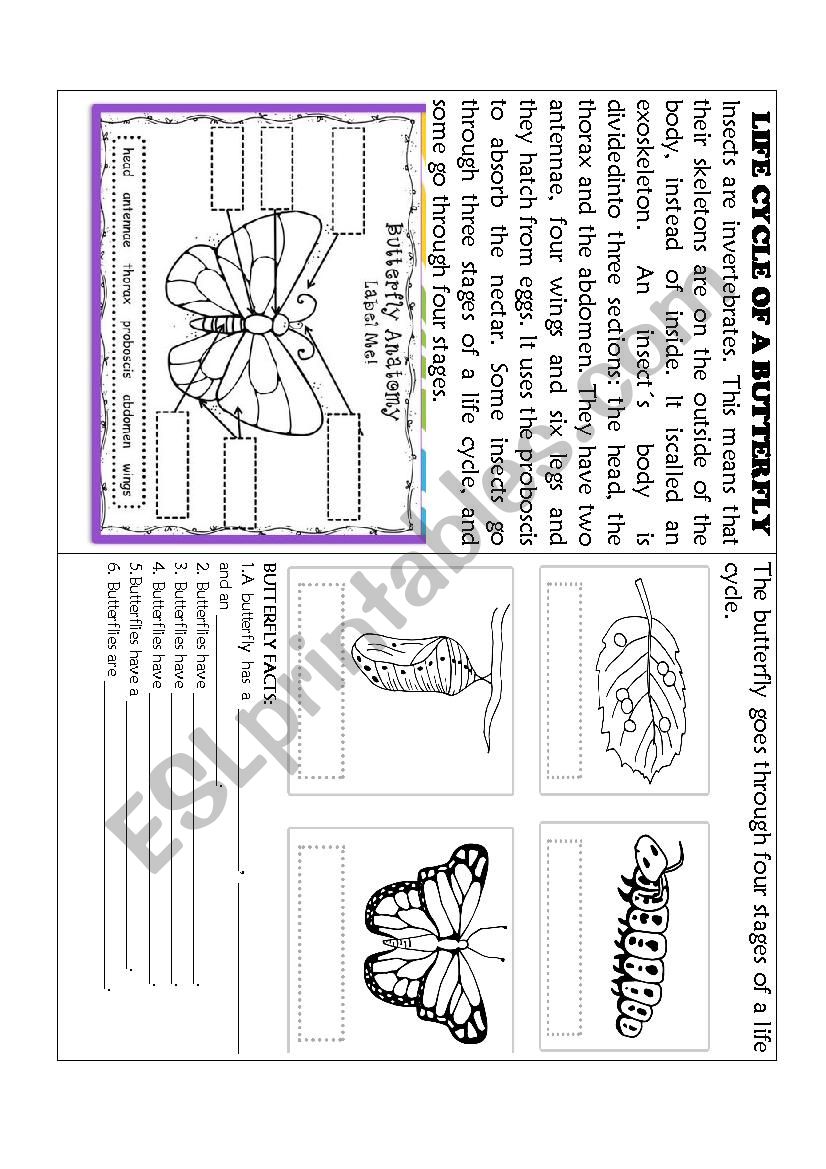 THE BUTTERFLYS LIFE CYCLE worksheet