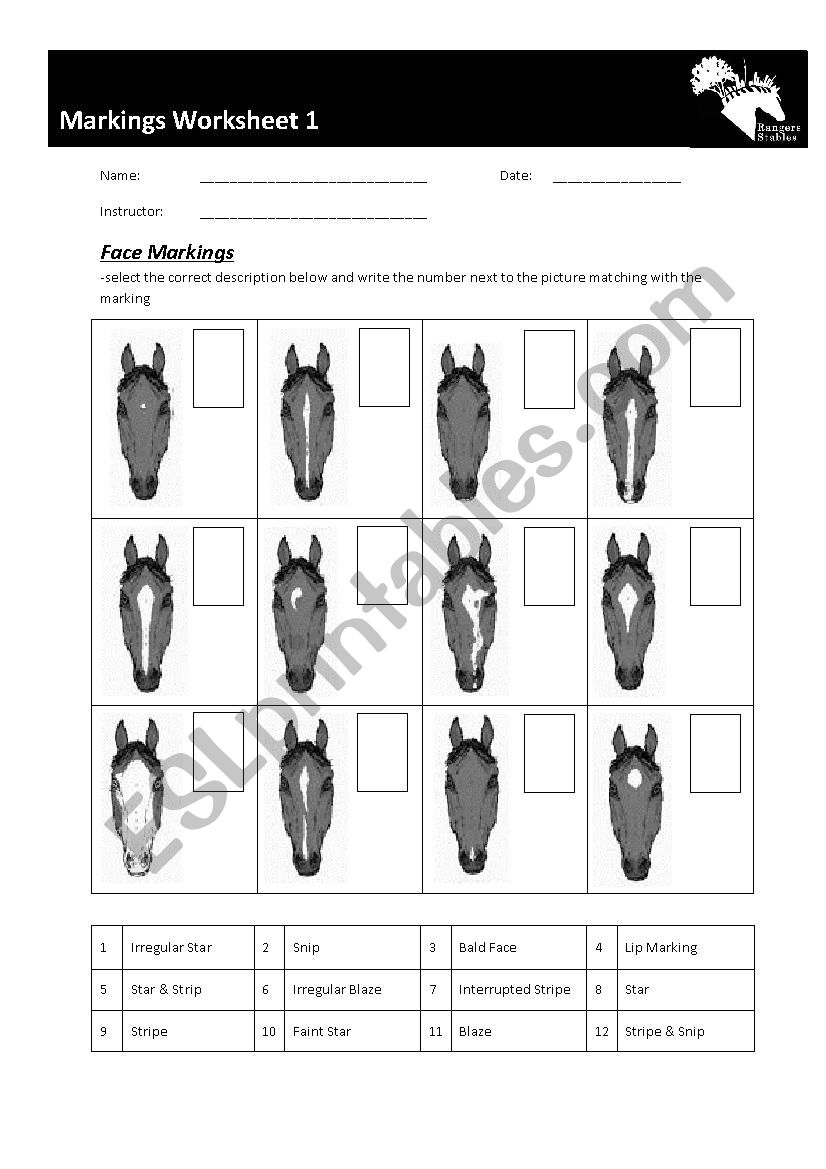 Horse Markings Worksheet worksheet