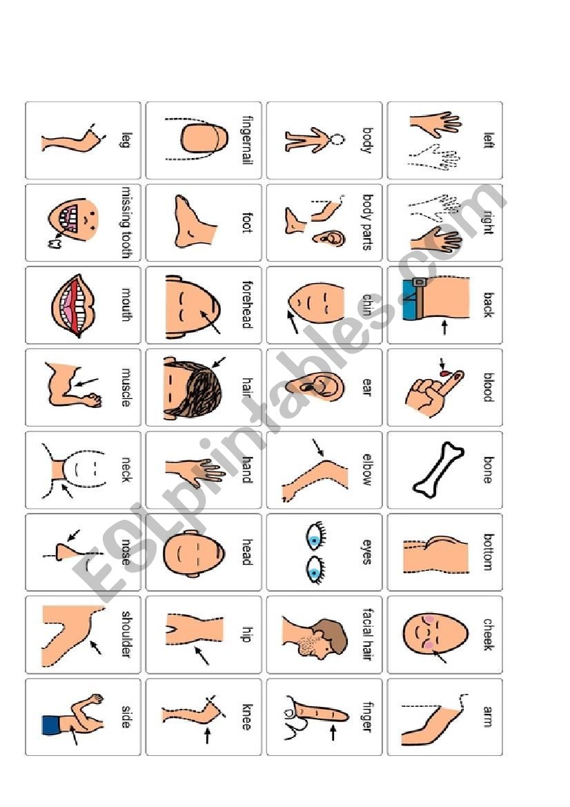 body flash card  worksheet