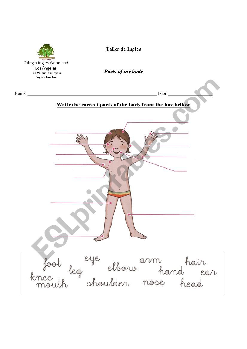 Body parts worksheet