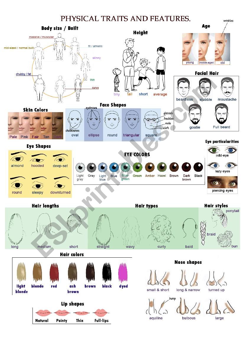 Physical Traits And Features (face & body)