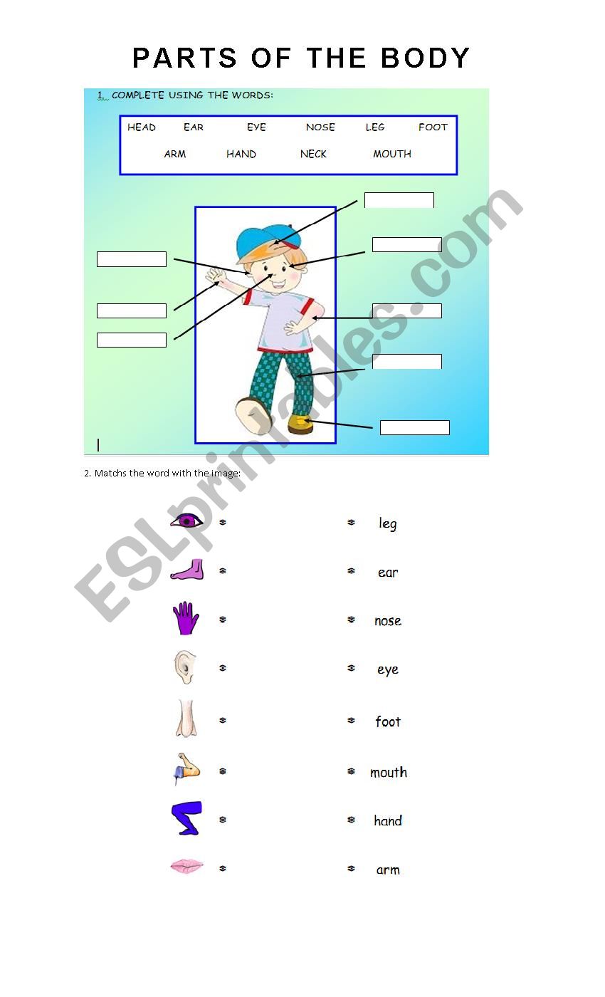 Parts of the body worksheet