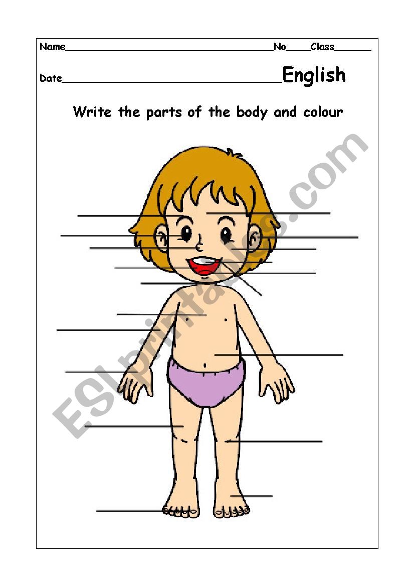 Body worksheet