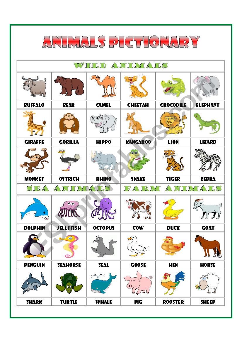 ANIMALS worksheet