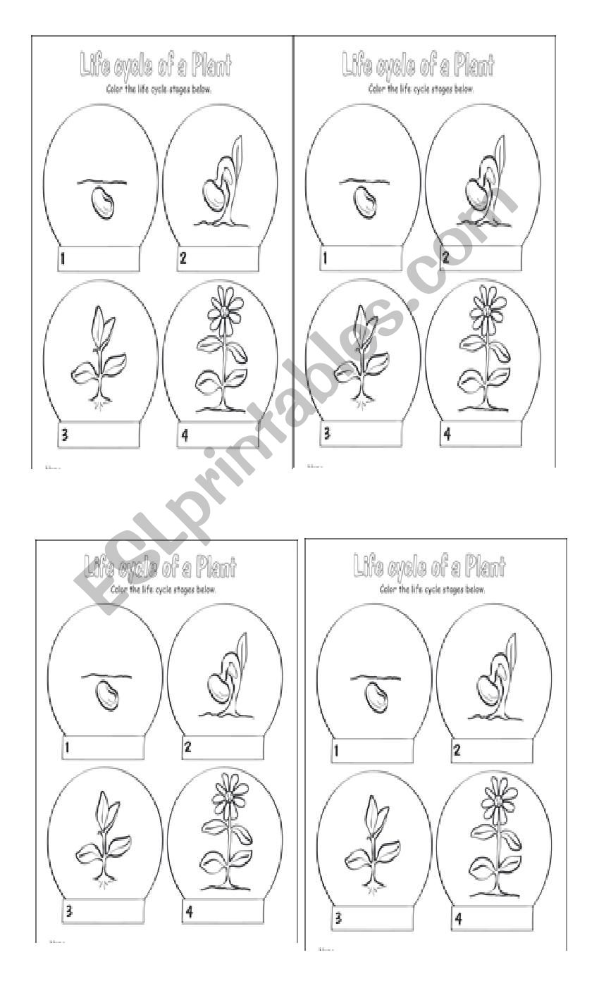 life cycle worksheet