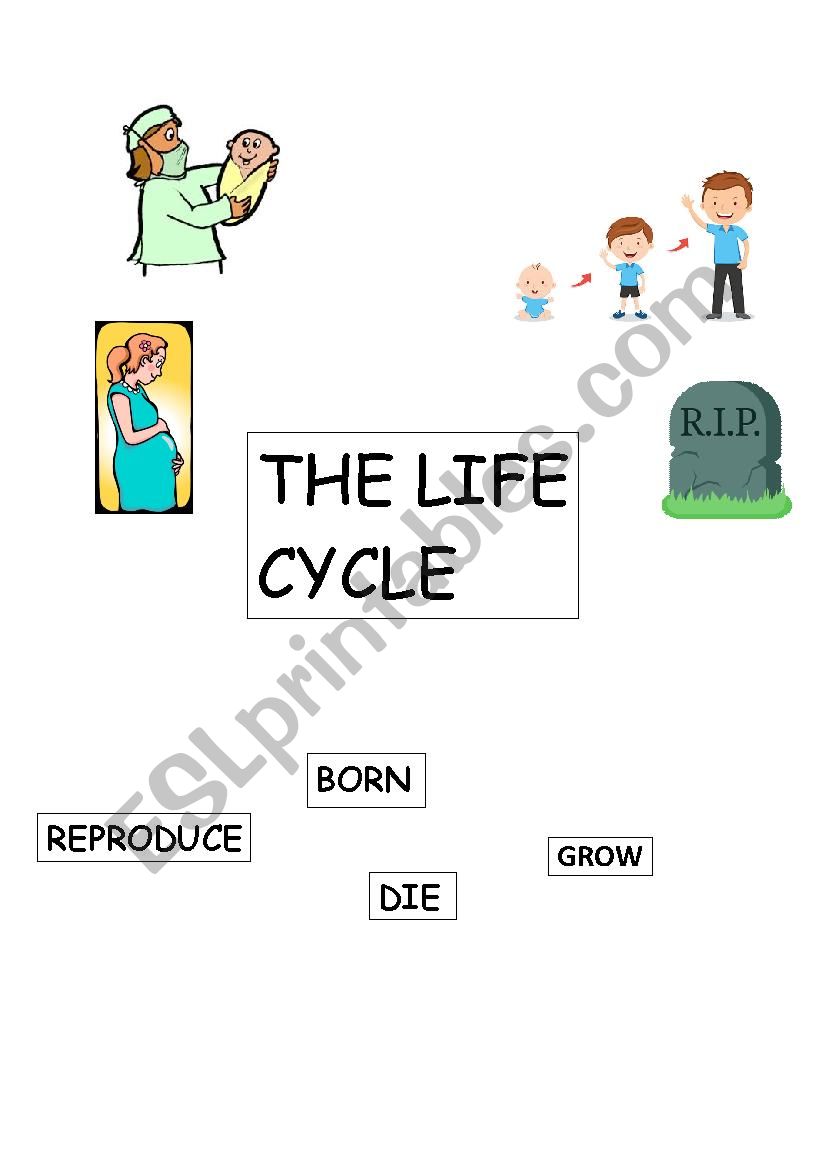 The life cycle worksheet