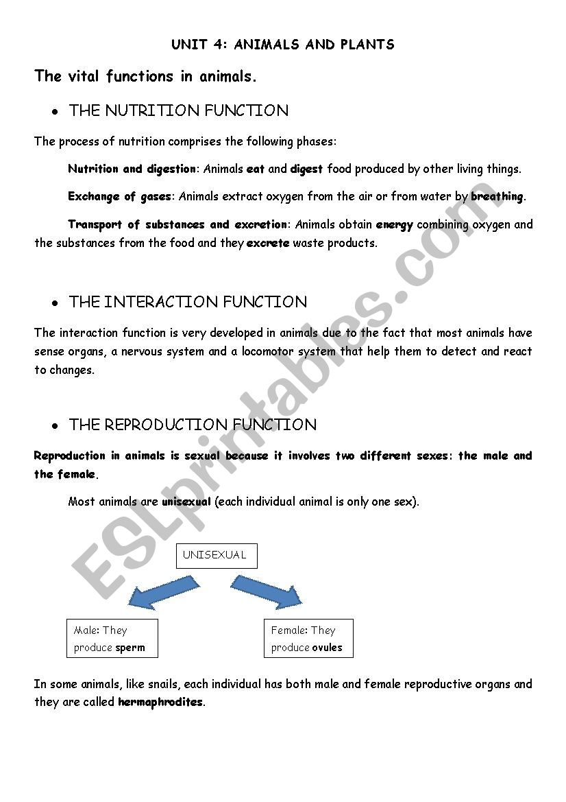 Animals and plants worksheet