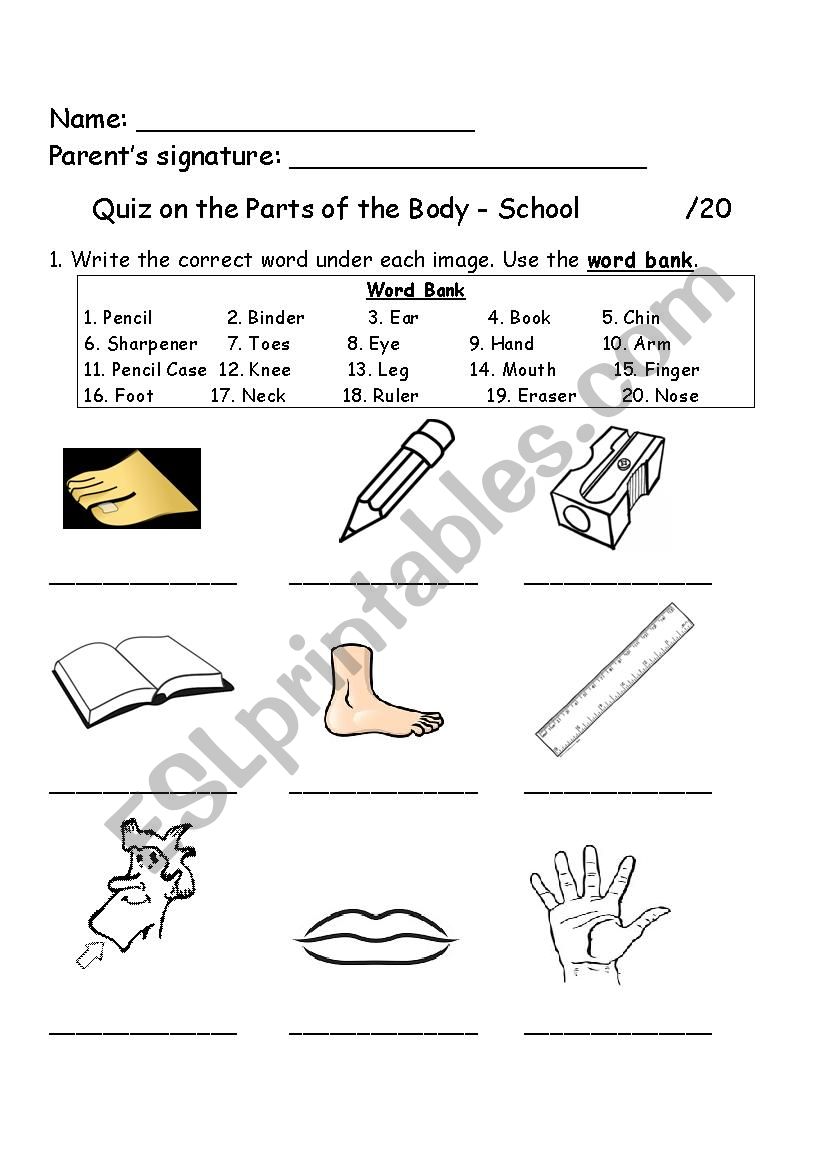 Body Parts - School worksheet