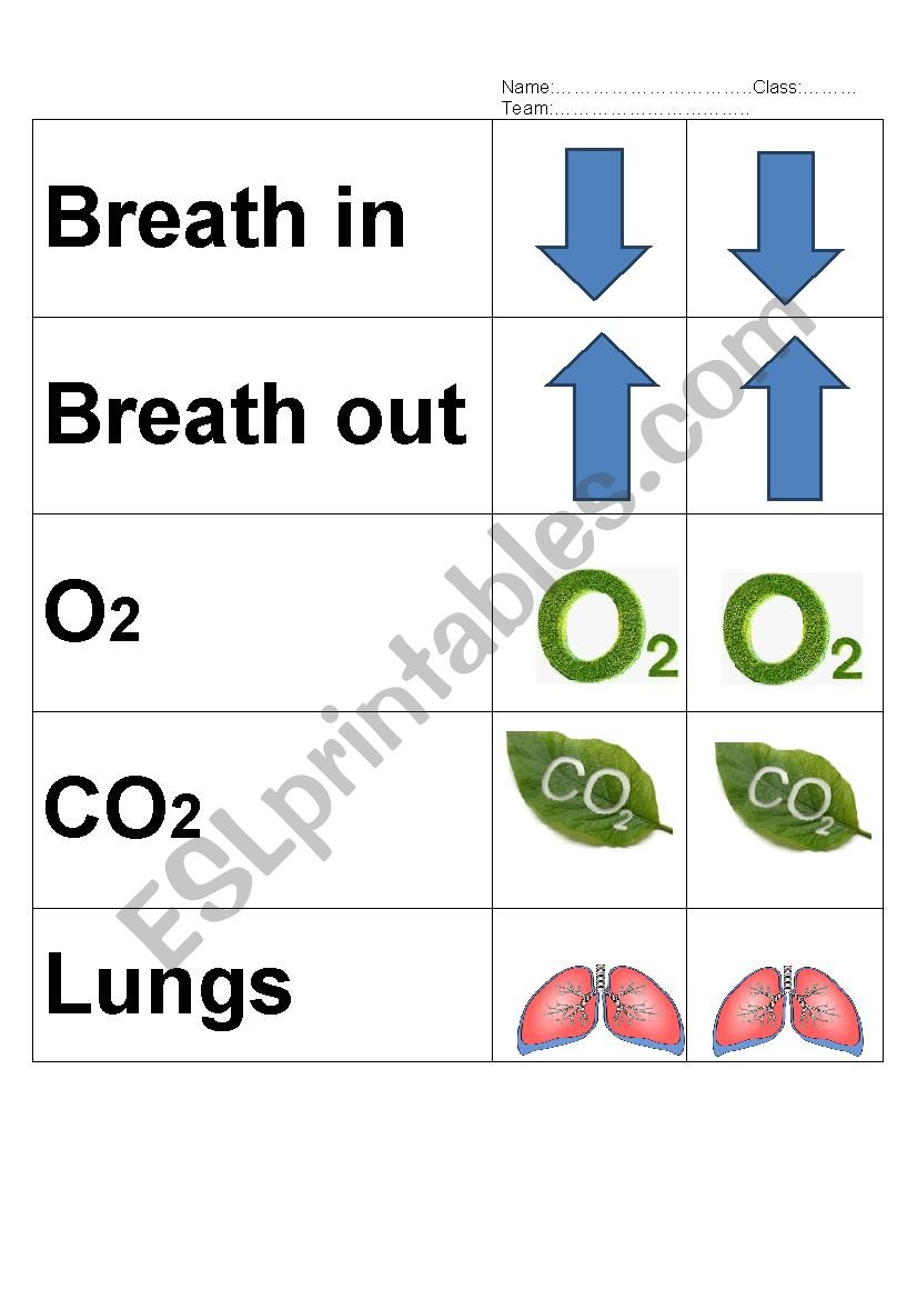 Lungs and How we breath worksheet