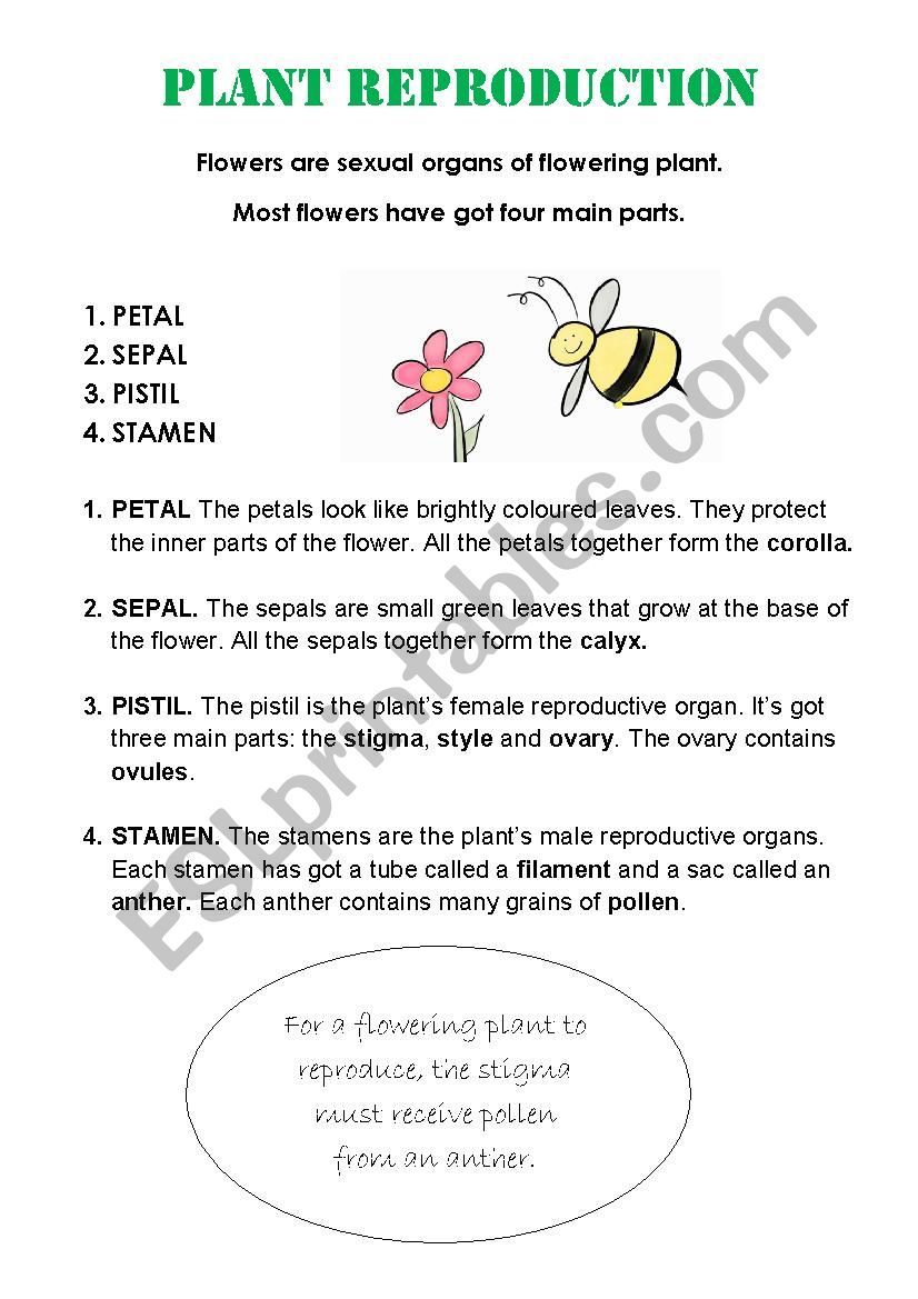 PLANTS REPRODUCTION worksheet