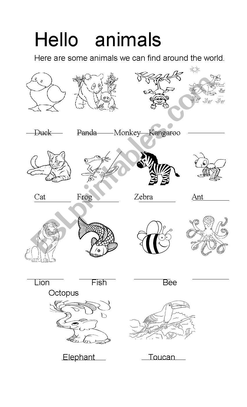 Hello animals Part 3 Answer sheet