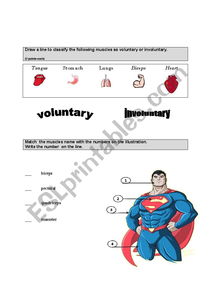 Muscles worksheet worksheet