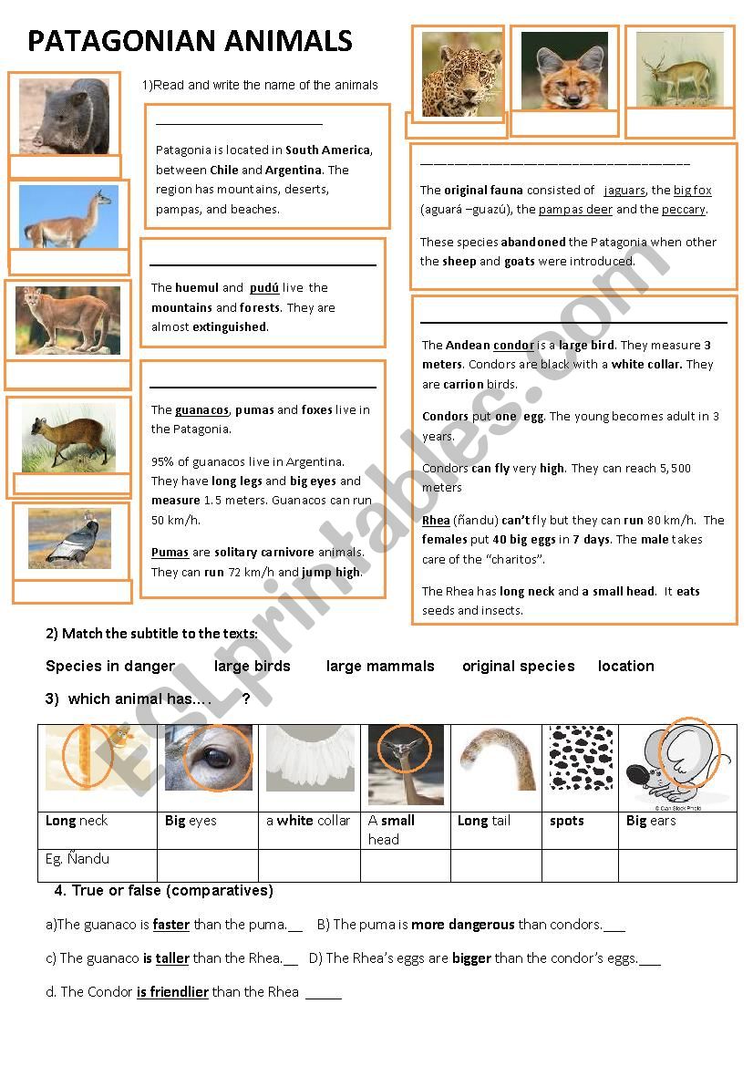 Patagonian species worksheet