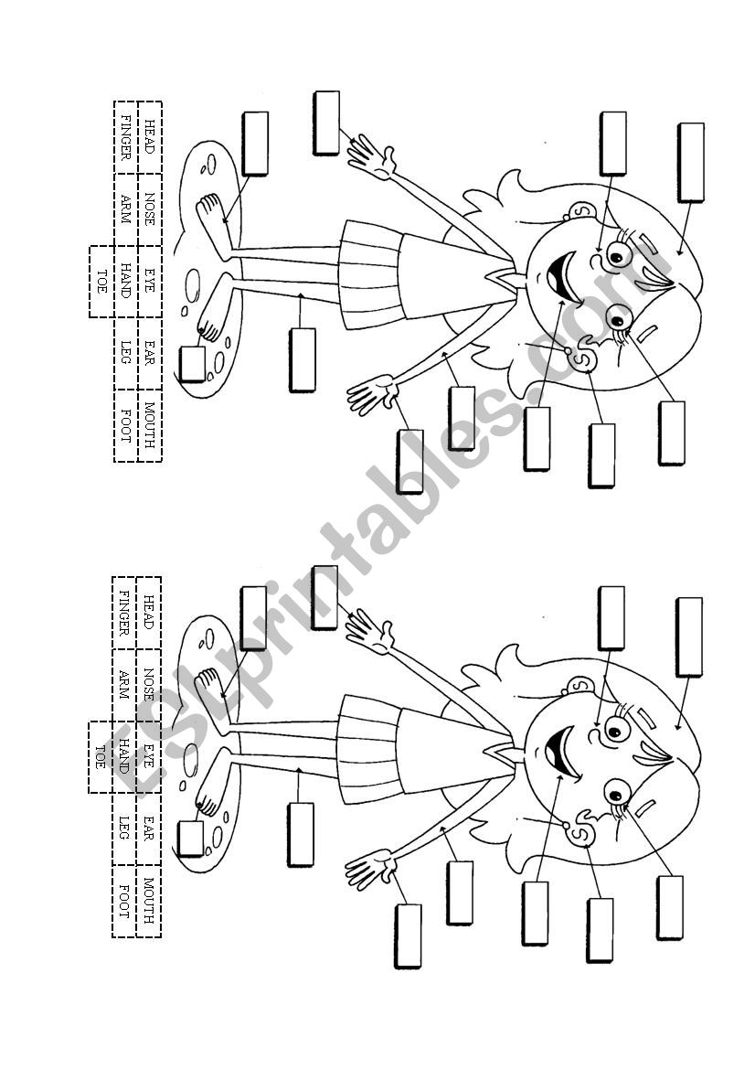 Parts of the Body worksheet