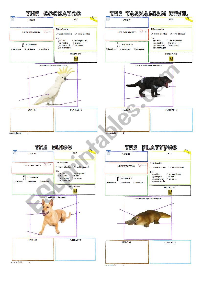 australian animals fact blank posters