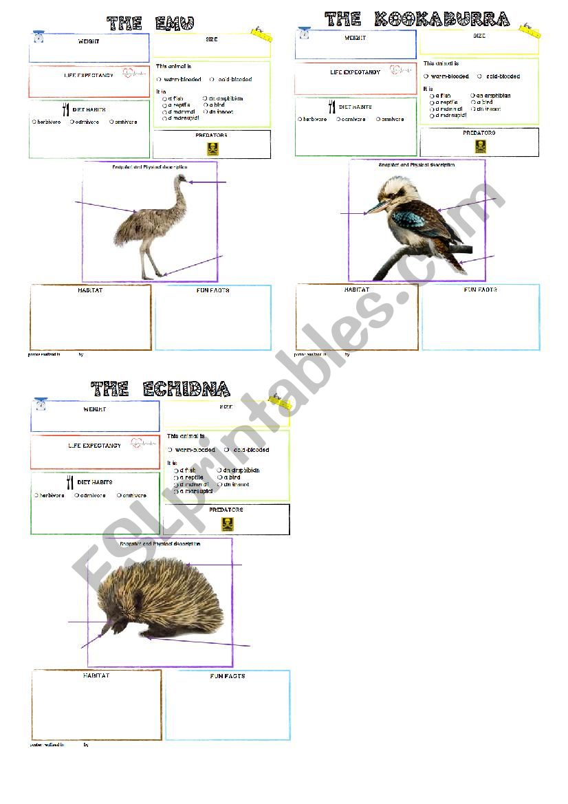 australian animals fact blank posters