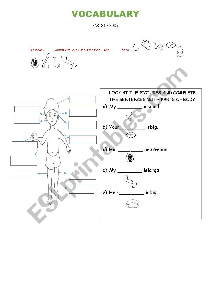 our body worksheet