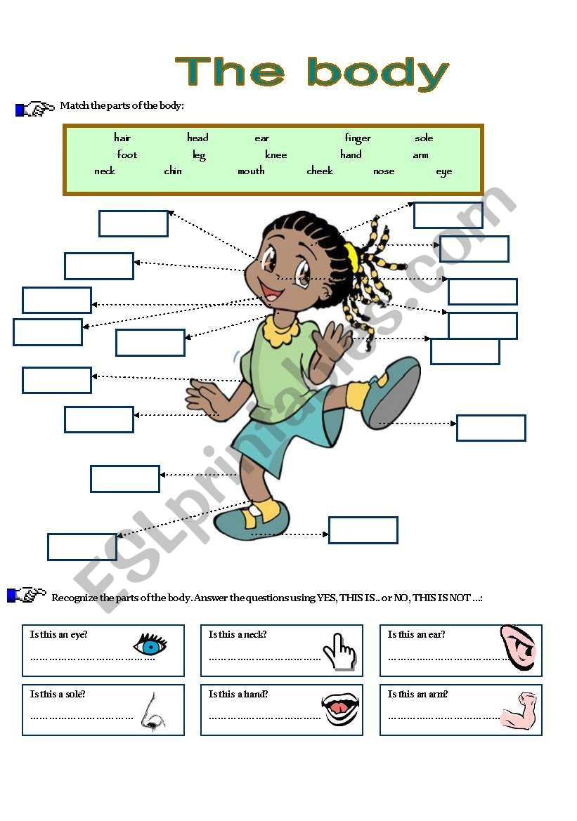 THE BODY worksheet