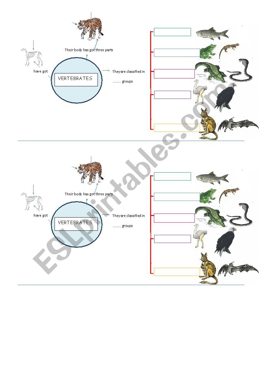 VERTEBRATES worksheet