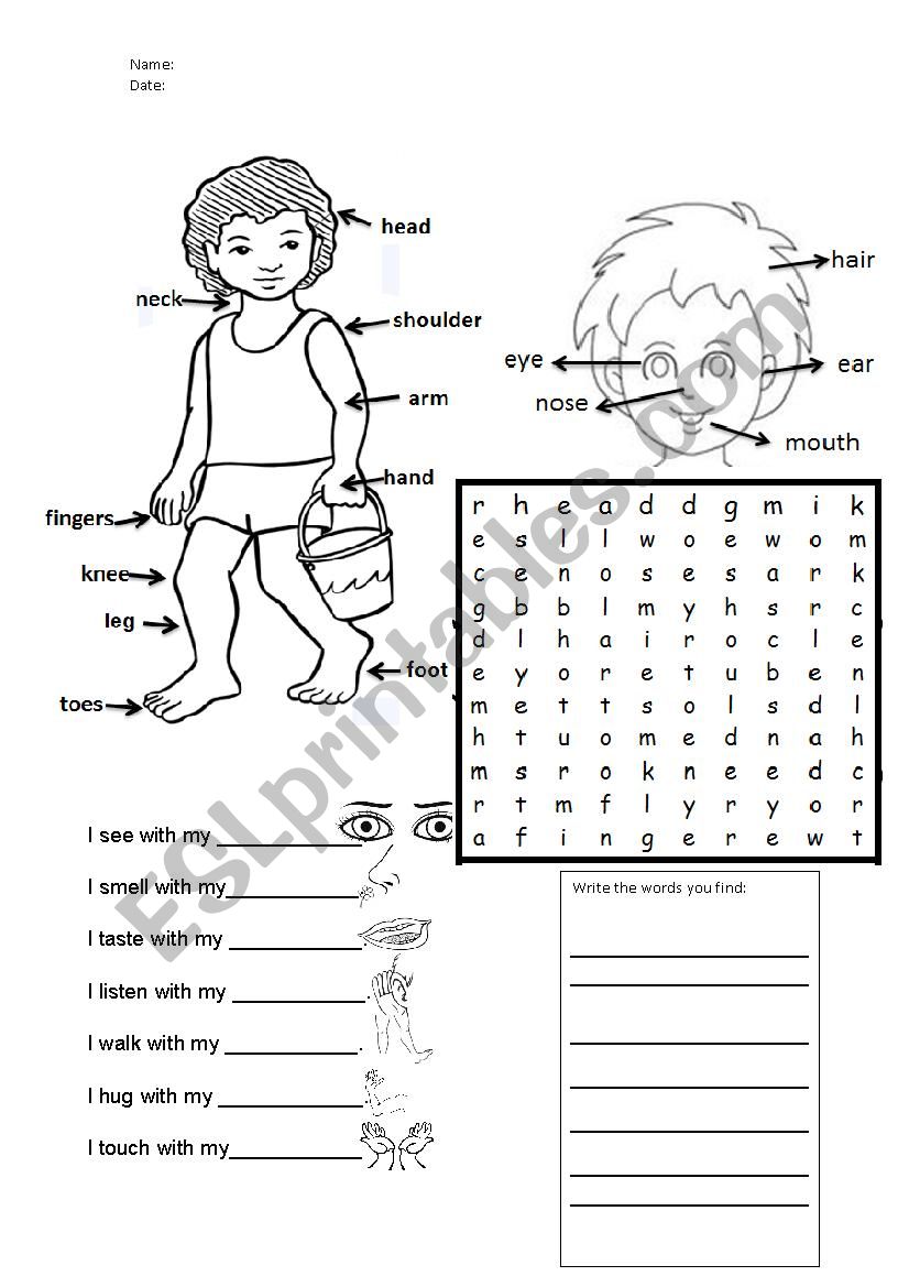 Body Parts worksheet