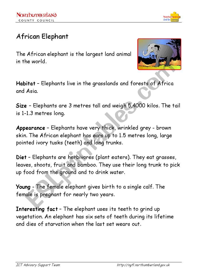 African elephant Description worksheet
