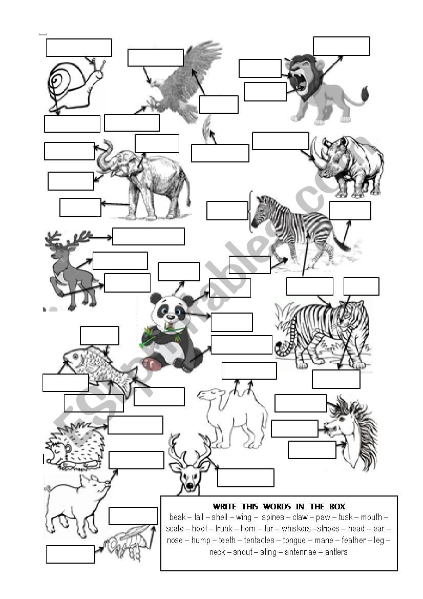 ANIMAL BODY PARTS worksheet