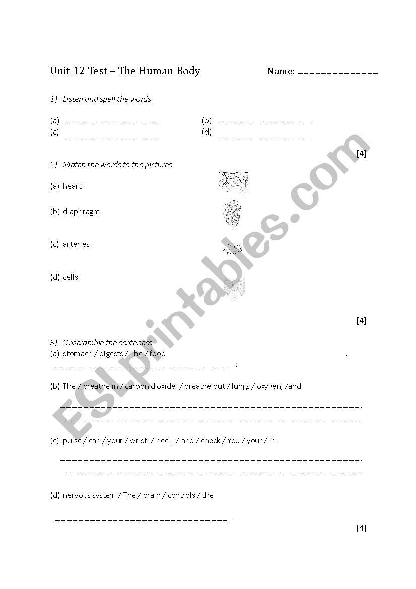 The Human Body (Test) worksheet