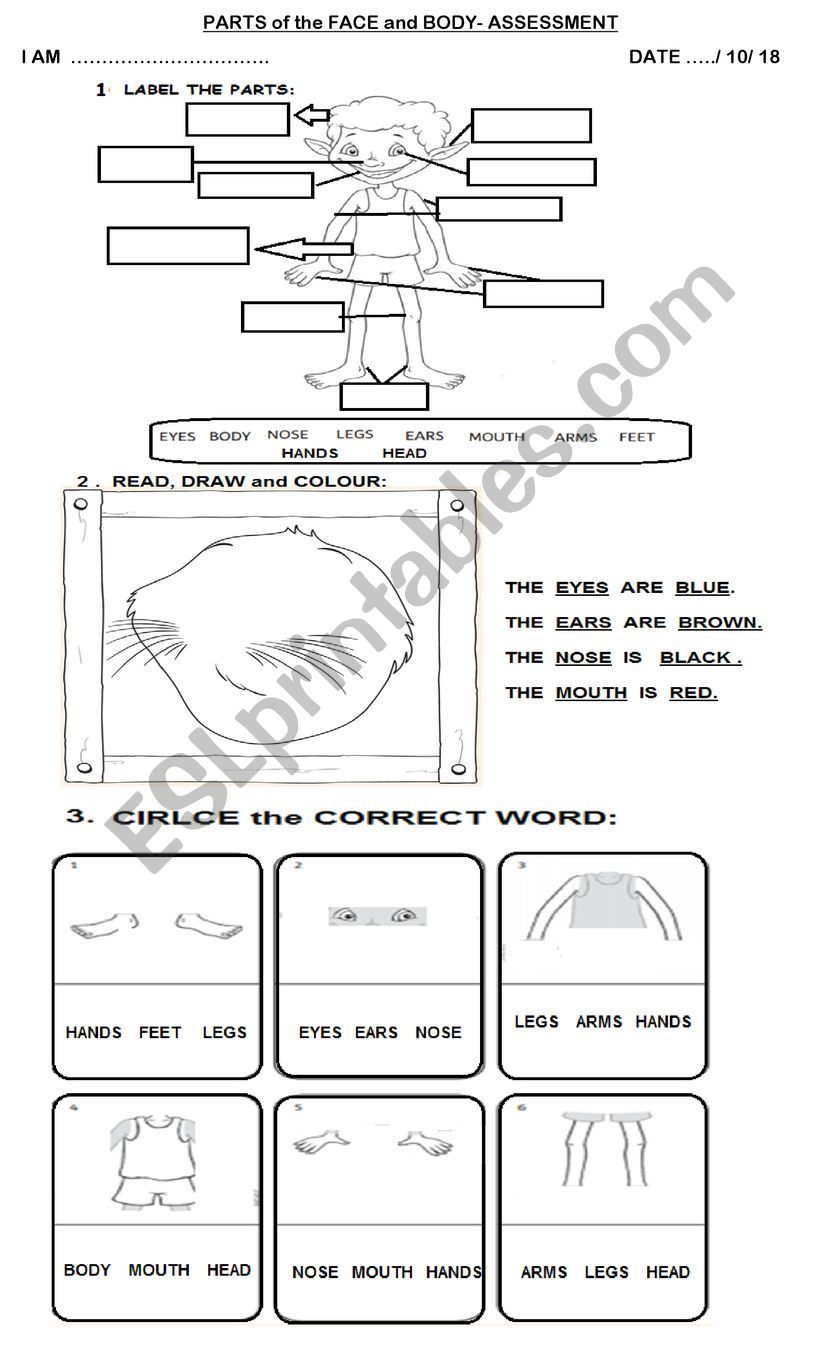 exam/ practice body and face worksheet