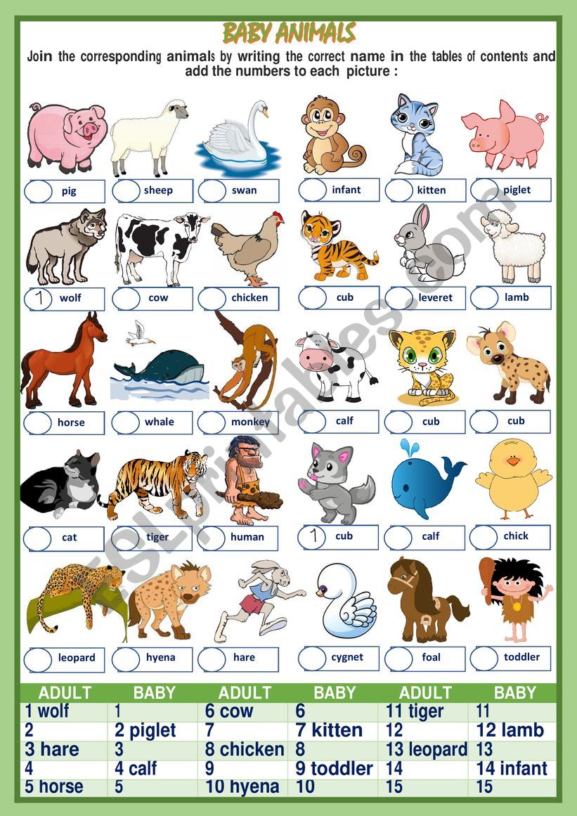 BABY ANIMALS NAMES (1of 2) ESL worksheet by Aisha77