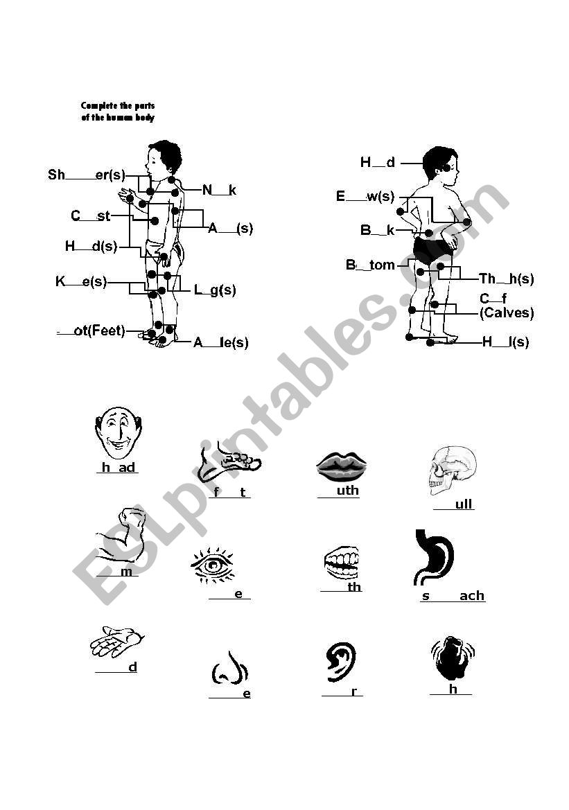 my body worksheet