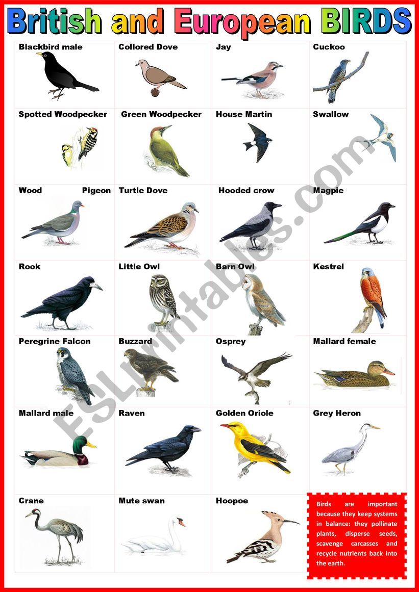 British and European BIRDS - poster.