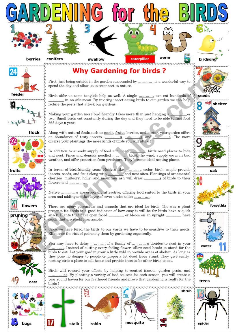 GARDENING for the BIRDS. Reading comprehension + KEY
