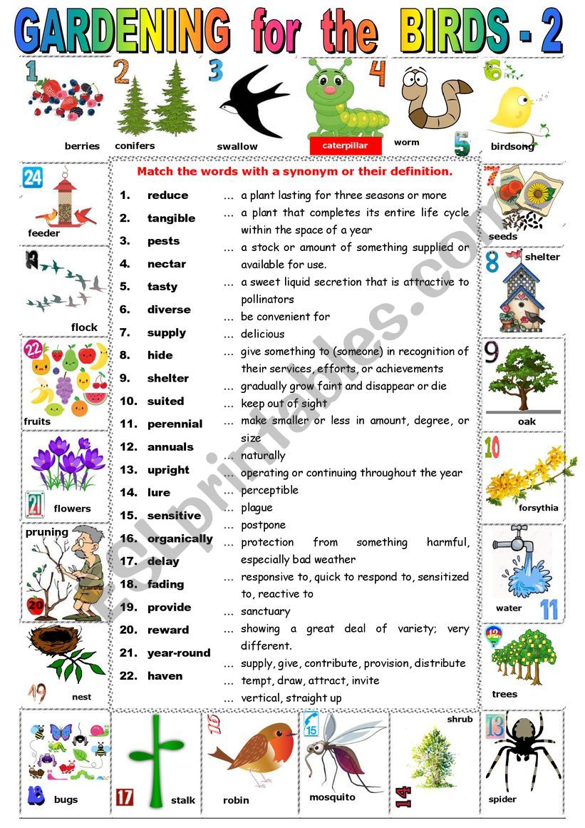 GARDENING for the BIRDS - 2   Reading comprehension + KEY
