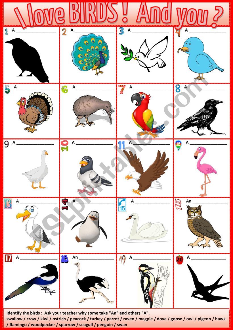 I love birds !  And you ?  + KEY