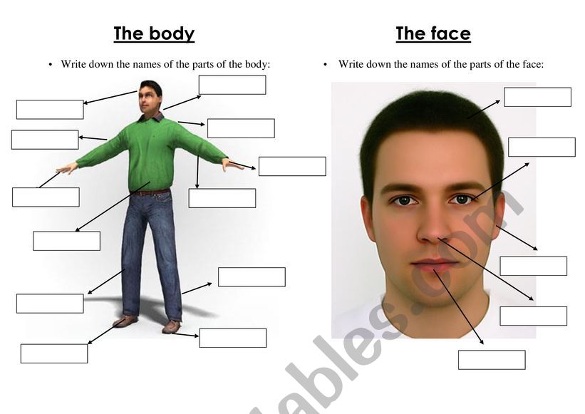 BODYPARTS worksheet