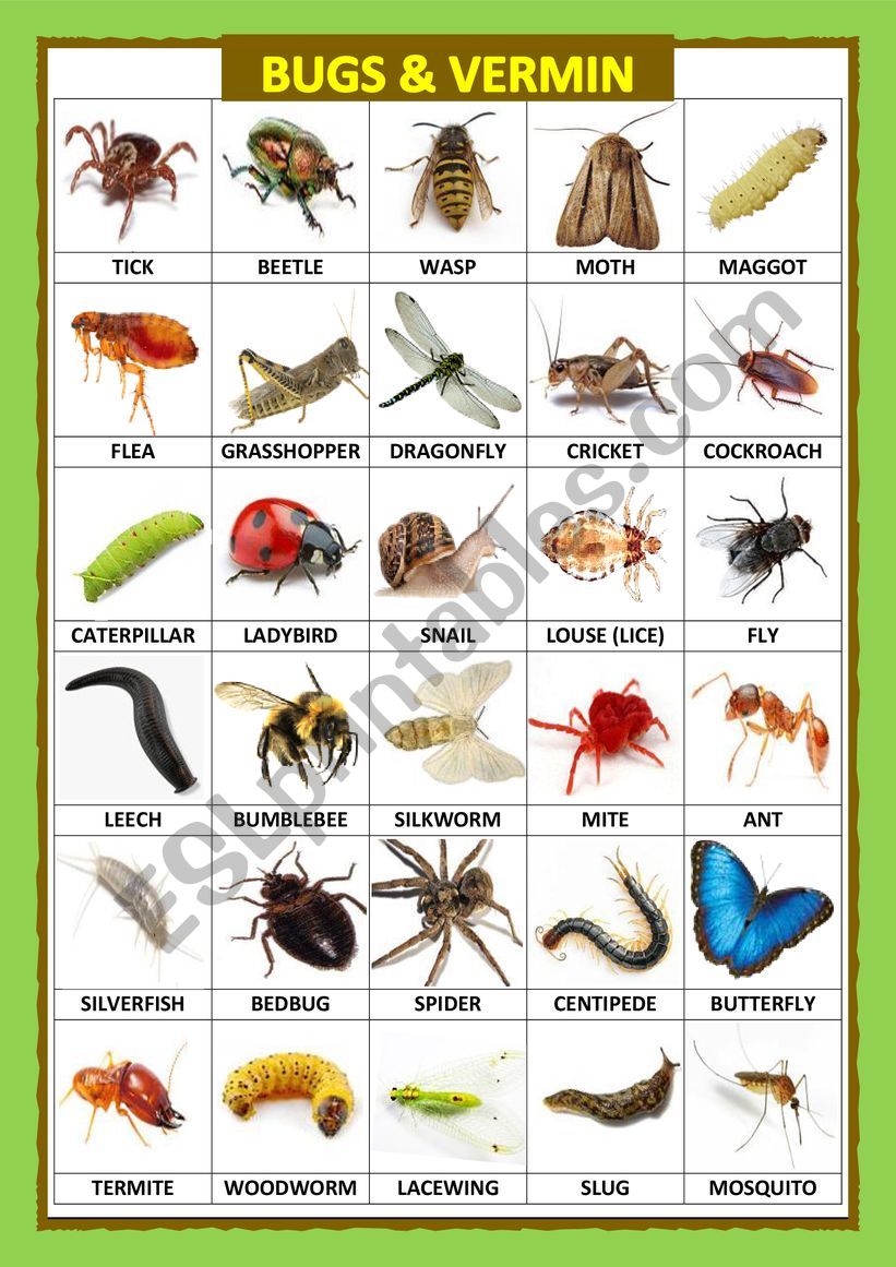 BUGS AND VERMIN (POSTER) worksheet