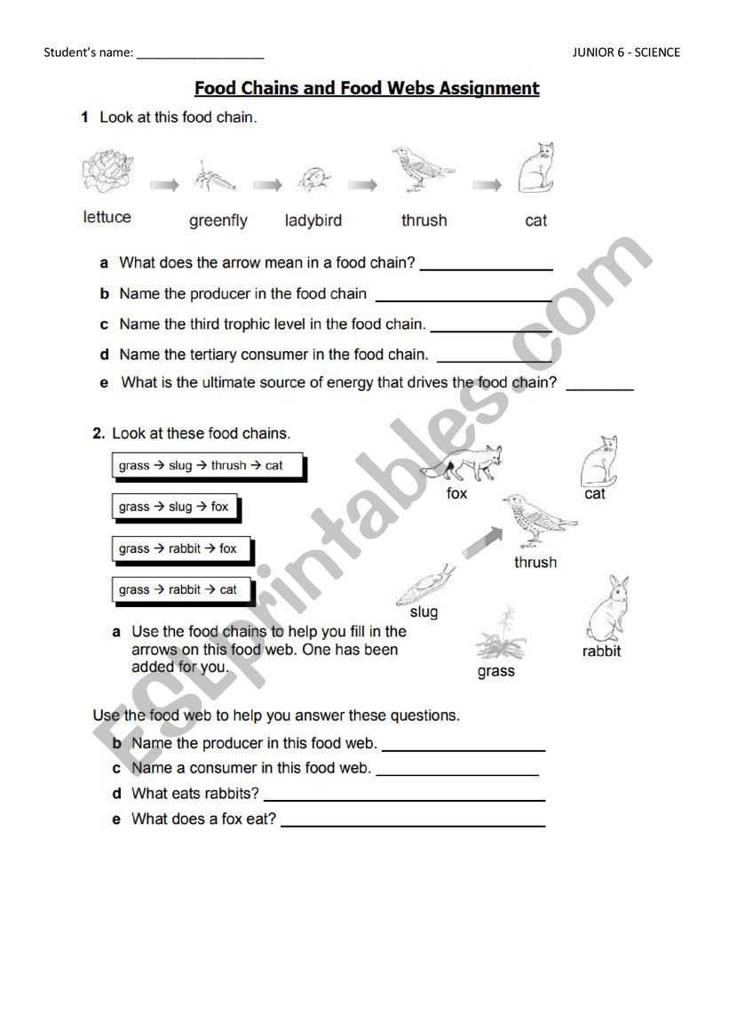 Food chains and Food webs - ESL worksheet by eu_g@live.com With Food Web Worksheet Answers