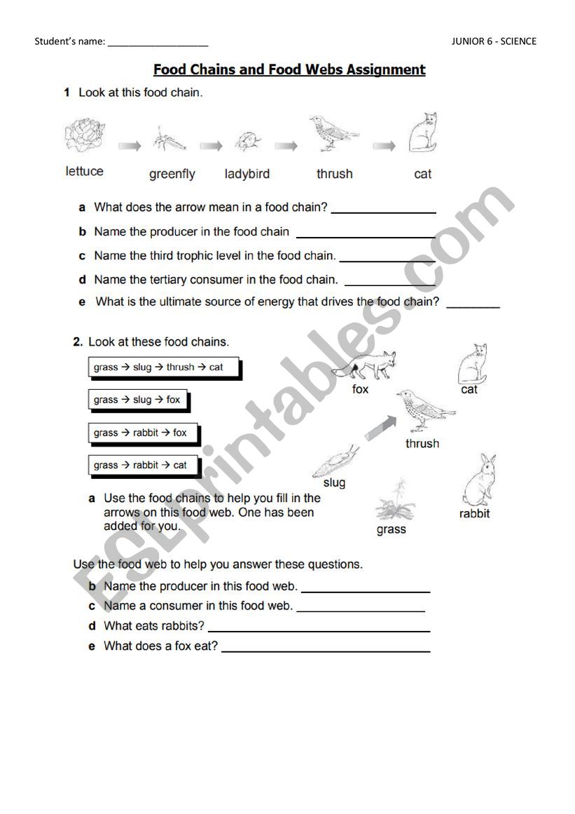 Food Worksheet Answer Key Pro Worksheet