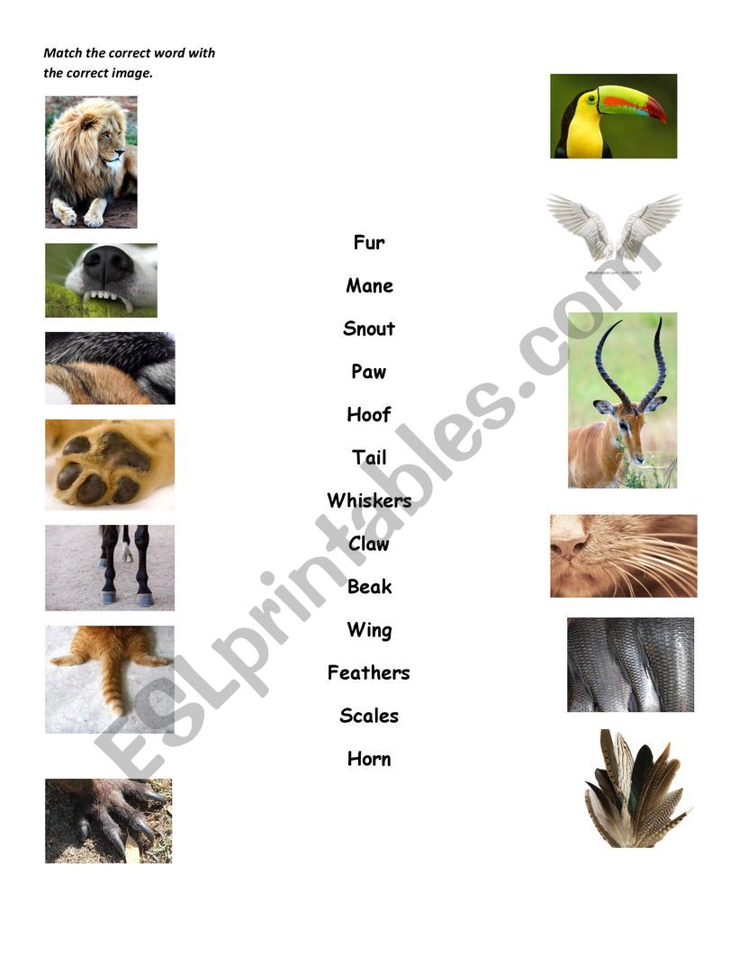 Animals characteristics worksheet