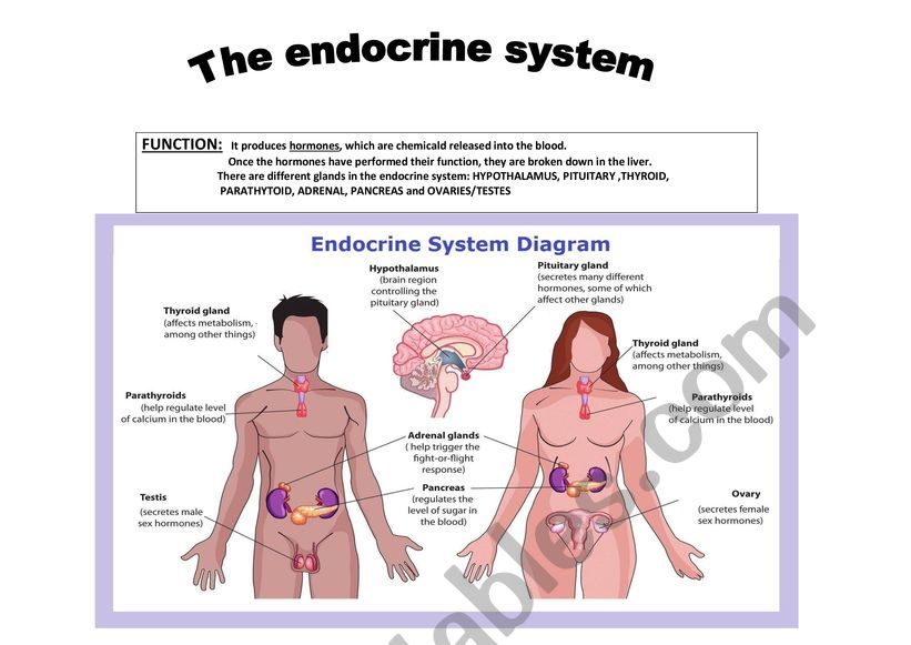 Endocrine System ESL Worksheet By Almuxx
