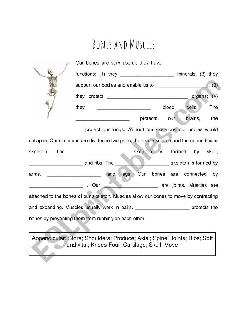 Bones and Muscles worksheet